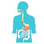 healthy digestive system
